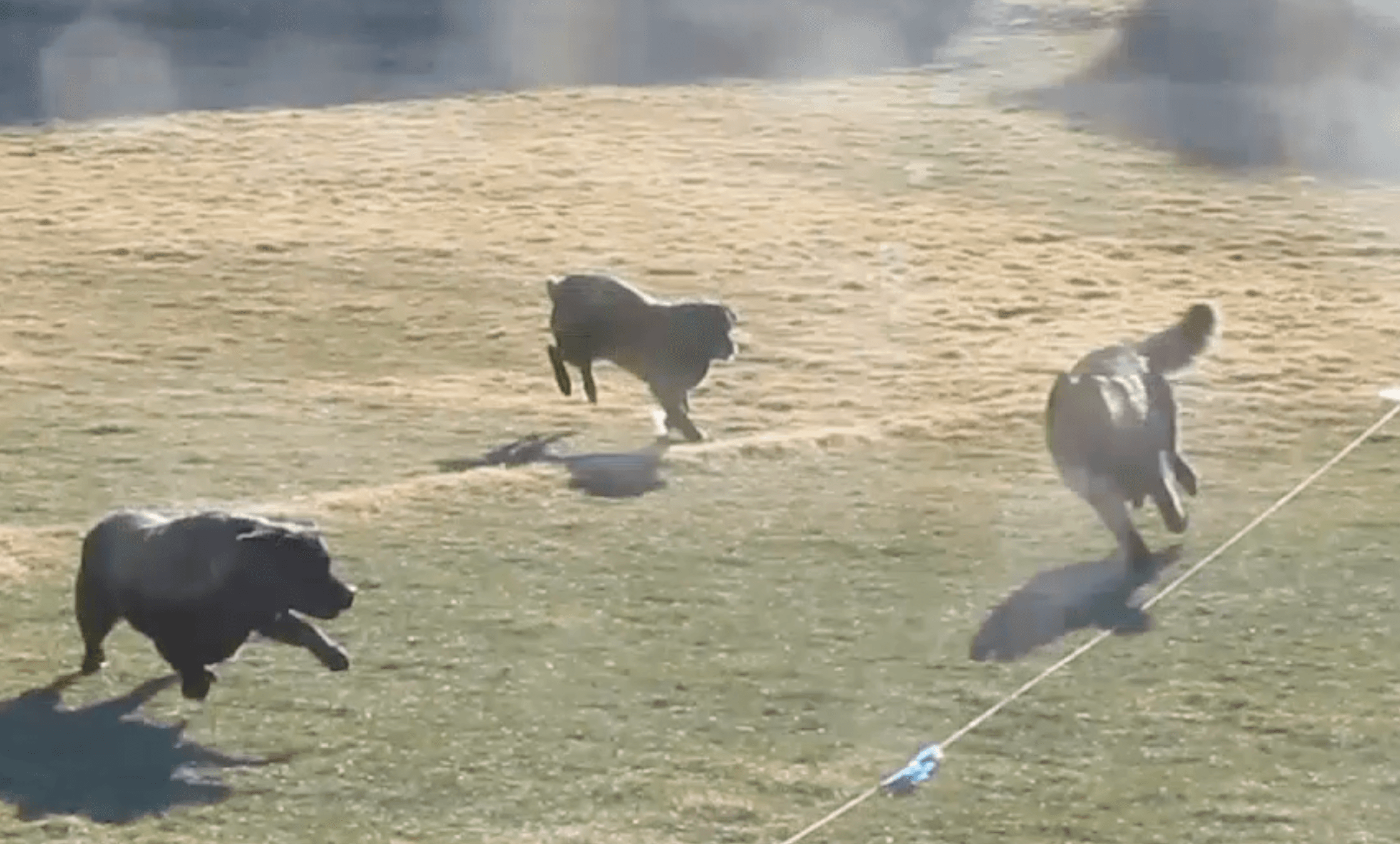 Dog running through the Fastpaws lure coursing field
